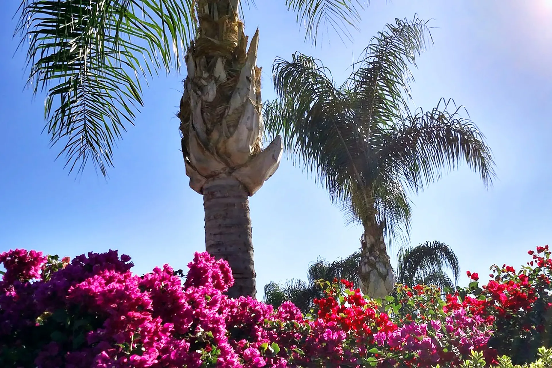 bougainvillea flower along fences blue zone loma linda california